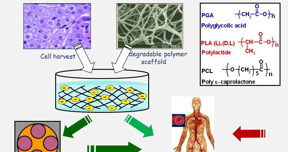 Tissue Engineering on the verge of dominating and solving medical problem