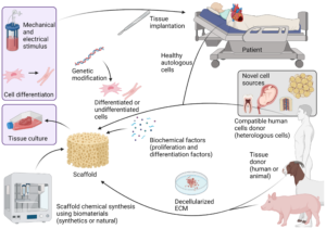  tissue engineering on the dominance of medical tools