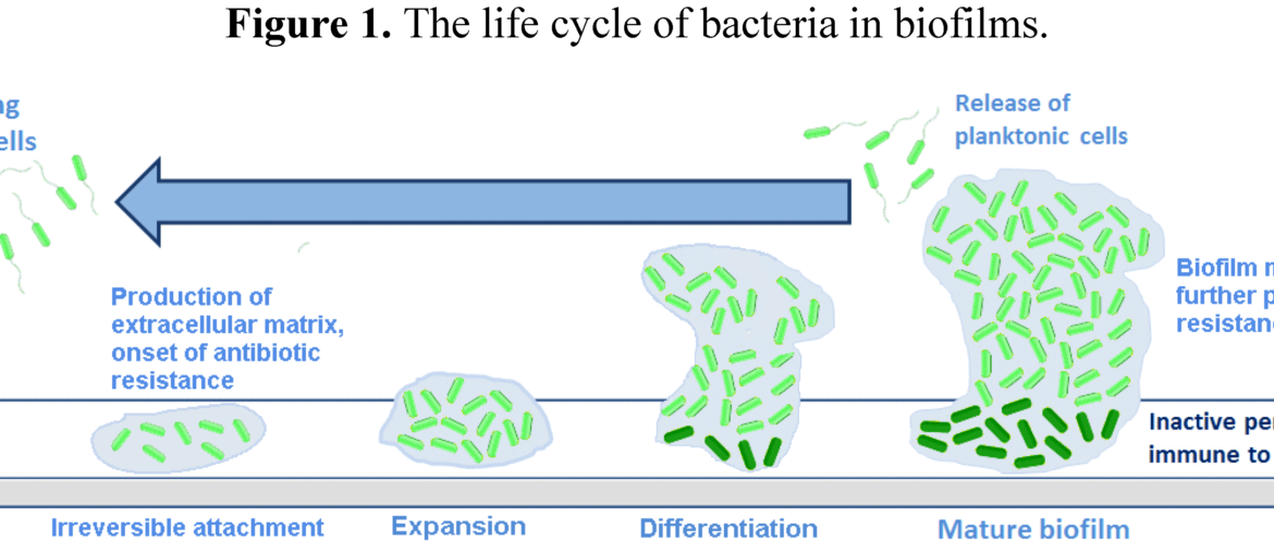 Biomedical science is one of the broadest areas of modern science and underpins much of modern medicine - from determining the blood requirements of critically ill patients to identifying outbreaks of infectious diseases to monitoring biomarkers in cancer