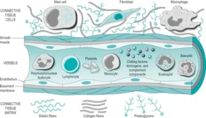 Bone Repair and Tissue Engineering